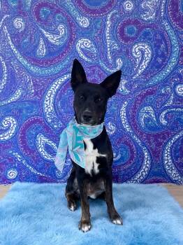 Rescue Dutch Shepherd and Belgian Shepherd Malinois Dogs for Adoption in Redondo Beach, California - Ruby-ADOPT Me! | PetCurious