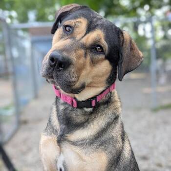 Mixed Breed Dogs Available for Adoption in West Olive, Michigan - Ida Potato | PetCurious