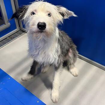 Blue KCAC -  Australian Shepherd and Poodle Dog for Adoption in Kerrville, Texas - Blue KCAC | PetCurious