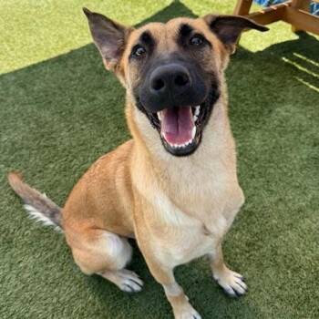 Zoe -  Belgian Shepherd Malinois and Mixed Breed Dog for Adoption in Hawthorne, California - Zoe | PetCurious