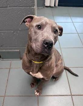 Mixed Breed Dogs Available for Adoption in Nashville, Tennessee - Mr. Magoo | PetCurious