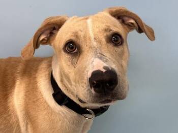 Sunshine -  Labrador Retriever and Mixed Breed Dog for Adoption in Woodbury, Minnesota - Sunshine | PetCurious