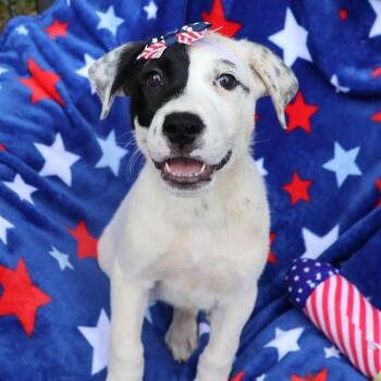 Lena -  Mixed Breed Dog for Adoption in New York, New York - Lena | PetCurious
