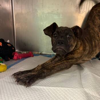 Alluring -  Mixed Breed Dog for Adoption in Springboro, Ohio - Alluring | PetCurious