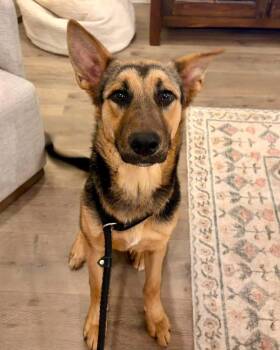 Reese -  German Shepherd Dog Dog for Adoption - Reese | PetCurious