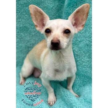 Rescue Chihuahua Dogs for Adoption in Inglewood, California - Cool Whip | PetCurious