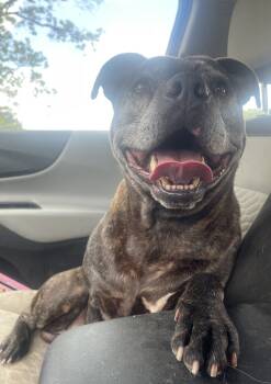 Rescue American Bulldog Dogs for Adoption in Troy, Alabama - Otto | PetCurious