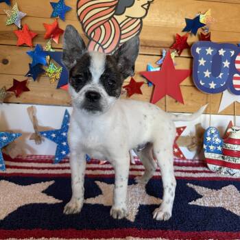 Blue -  Boston Terrier and Jack Russell Terrier Dog for Adoption in Vacaville, California - Blue | PetCurious