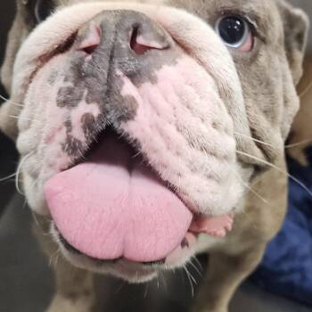Malibu -  English Bulldog and Mixed Breed Dog for Adoption in Yuma, Arizona - Malibu | PetCurious