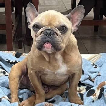 Roscoe -  French Bulldog Dog for Adoption in Chelmsford, Massachusetts - Roscoe | PetCurious