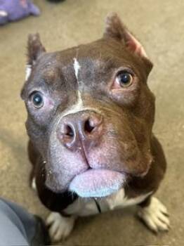 Hawk -  Pit Bull Terrier Dog for Adoption in Cleveland, Ohio - Hawk | PetCurious
