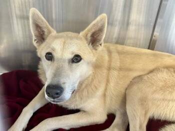 Rescue Mixed Breed Dogs for Adoption in Georgetown, Texas - Sven | PetCurious