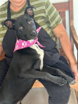 Rescue Labrador Retriever and Shepherd Dogs for Adoption in Houston, Texas - Mini | PetCurious