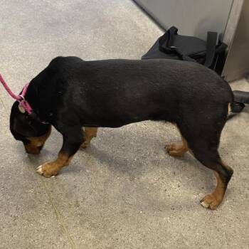107514 -  Mixed Breed Dog for Adoption in Las Cruces, New Mexico - 107514 | PetCurious