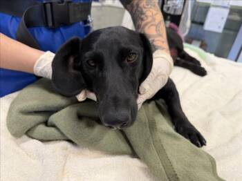 HENRI -  Mixed Breed Dog for Adoption in Santa Fe, New Mexico - HENRI | PetCurious