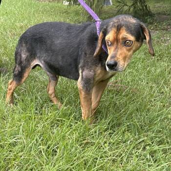 Benjamin -  Beagle and Mixed Breed Dog for Adoption in Clanton, Alabama - Benjamin | PetCurious
