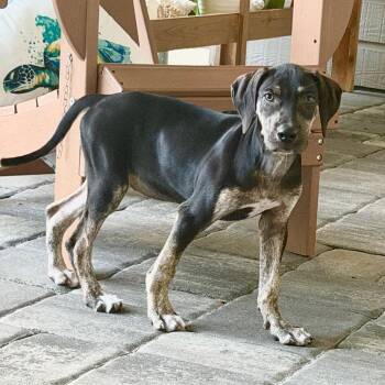 Lola -  Hound and German Shorthaired Pointer Dog for Adoption in Lakewood Ranch, Florida - Lola | PetCurious
