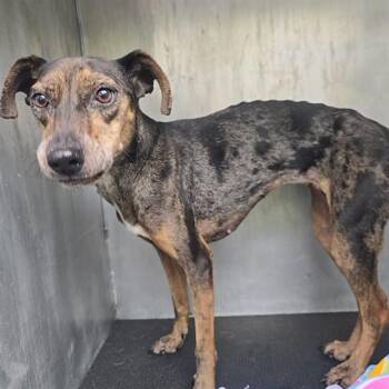 TRUDY -  Catahoula Leopard Dog and Mixed Breed Dog for Adoption in Conroe, Texas - TRUDY | PetCurious