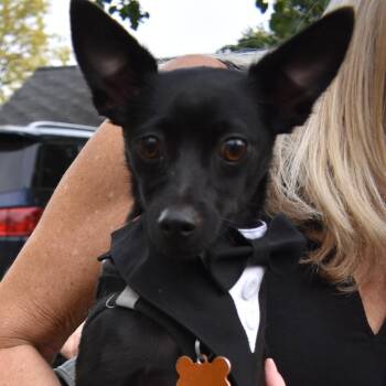 Paco -  Chihuahua Dog for Adoption in Normal, Illinois - Paco | PetCurious