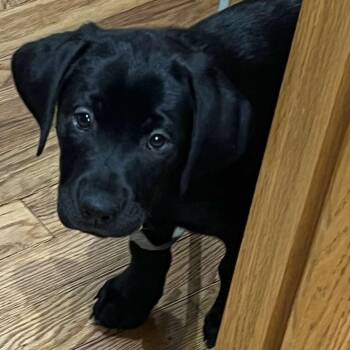 Black Labrador Retriever and German Shepherd Dog Dogs Available for Adoption - Aisling | PetCurious