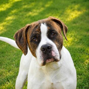 Spud -  Pit Bull Terrier and Mixed Breed Dog for Adoption in Pine Bluff, Arkansas - Spud | PetCurious