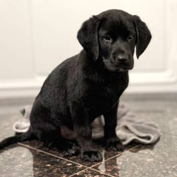 Rescue Black Labrador Retriever and Mixed Breed Dogs for Adoption in Eastford, Connecticut - NY Onyx Avail Nov 23 (Choice Pet Carmel) | PetCurious