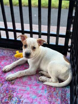 Tumeric -  Cattle Dog and Pointer Dog for Adoption in Saugus, Massachusetts - Tumeric | PetCurious