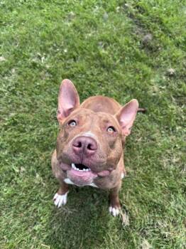 Rose -  American Bulldog Dog for Adoption in Bowmanville, Ontario - Rose | PetCurious