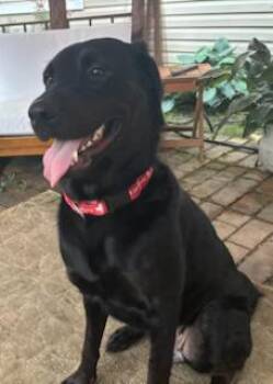 Lady -  Labrador Retriever Dog for Adoption in Indianapolis, Indiana - Lady | PetCurious