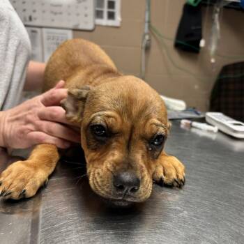 Pit Bull Terrier Dogs Available for Adoption - Hunter | PetCurious