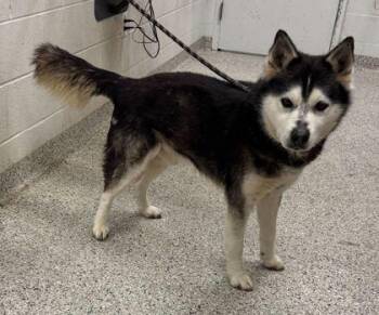 Orion -  Siberian Husky and Mixed Breed Dog Available for Adoption in Kansas City, Missouri - Orion | PetCurious