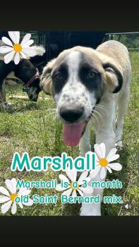 Great Pyrenees and Saint Bernard Dogs Available for Adoption - Marshall | PetCurious