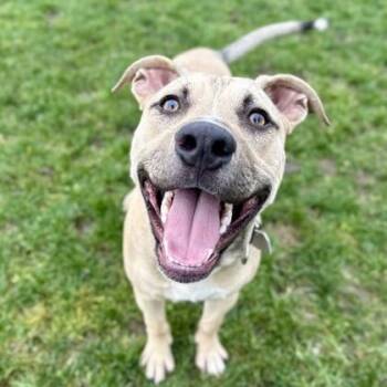 Mixed Breed Dogs Available for Adoption in Roseburg, Oregon - Chowder | PetCurious