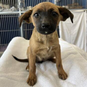 Mixed Breed Dogs Available for Adoption - 105411 | PetCurious