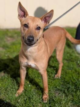 Black Mouth Cur Dogs Available for Adoption in Gulfport, Mississippi - Amor | PetCurious