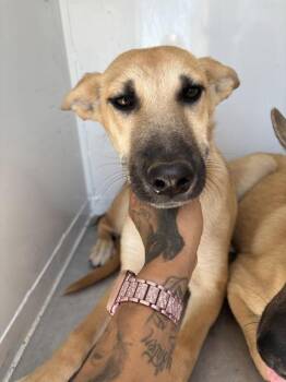 Tigger -  Shepherd Dog for Adoption in Victorville, California - Tigger | PetCurious