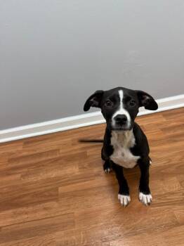Astrid -  Terrier and Hound Dog for Adoption in Lovingston, Virginia - Astrid | PetCurious