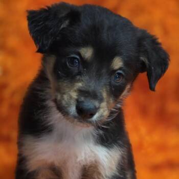 Pine -  Border Collie Dog for Adoption in Wiggins, Mississippi - Pine | PetCurious