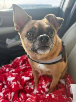 Chihuahua and Pug Dogs Available for Adoption - Moose | PetCurious