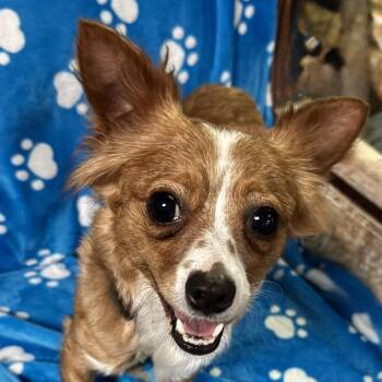 Rocco (bonded with Rosie) -  Chihuahua Dog Available for Adoption in Graham, Washington - Rocco (bonded With Rosie) | PetCurious