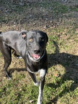 Rescue Labrador Retriever and Hound Dogs for Adoption in Osgood, Indiana - Archie | PetCurious