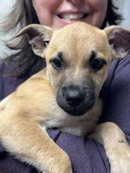 Retriever and Shepherd Dogs Available for Adoption in Sudbury, Massachusetts - Lindy, Luna, And Leslee | PetCurious