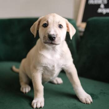 Mixed Breed Dogs Available for Adoption - Buttercup | PetCurious