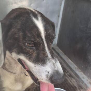 Treestump -  Mixed Breed and Basset Hound Dog for Adoption in Durant, Oklahoma - Treestump | PetCurious
