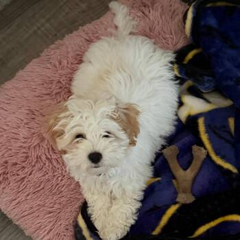 Shih Tzu and Poodle Dogs Available for Adoption in Alma, Wisconsin - Bennet B | PetCurious