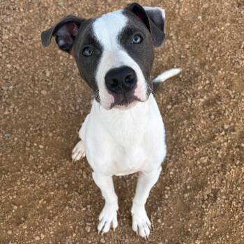 Raffi KCAC -  American Staffordshire Terrier and Mixed Breed Dog for Adoption in Kerrville, Texas - Raffi KCAC | PetCurious
