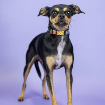 Kenny -  Chihuahua Dog for Adoption in Portland, Oregon - Kenny | PetCurious