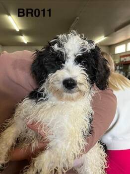 Dutch 011 -  Poodle Dog for Adoption in Boone, Colorado - Dutch 011 | PetCurious