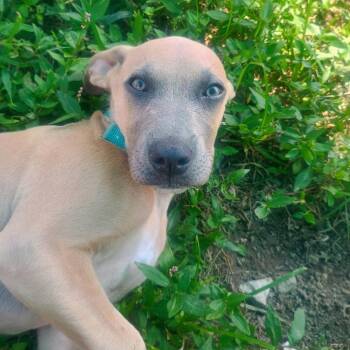 Houston -  Pit Bull Terrier Dog for Adoption in Jasper, Indiana - Houston | PetCurious