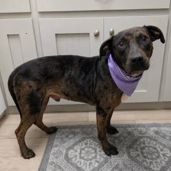 Bruce -  Labrador Retriever and Mixed Breed Dog for Adoption in Oak Point, Texas - Bruce | PetCurious